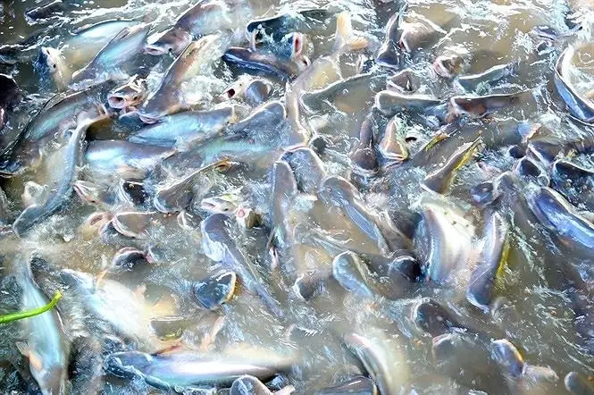 Kỹ Thuật Nuôi Cá Tra Thương Phẩm Hiệu Quả: Từ Chuẩn Bị Ao Đến Thu Hoạch Kỹ Thuật Nuôi Cá Tra Thương Phẩm Hiệu Quả: Từ Chuẩn Bị Ao Đến Thu Hoạch