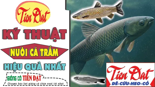 Kỹ Thuật Nuôi Cá Trắm Cỏ Giống: Hướng Dẫn Chi Tiết Từ A-z Cho Người Mới Bắt Đầu