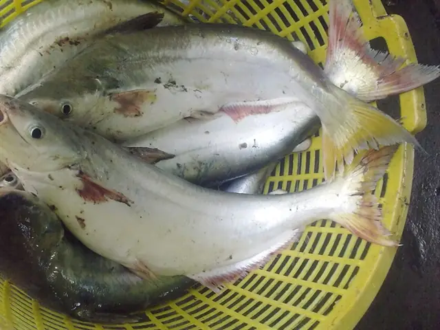 Kỹ Thuật Nuôi Cá Vồ Đém Toàn Diện: Từ Chuẩn Bị Đến Lợi Nhuận Cao