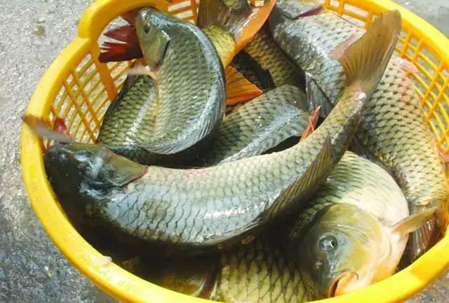 Kỹ Thuật Nuôi Ghép Cá Nước Ngọt: Hướng Dẫn Tối Ưu Năng Suất Từ A-z