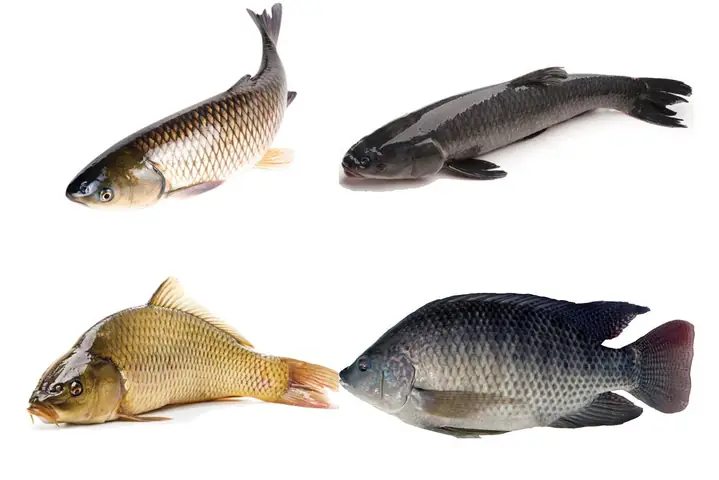 Kỹ Thuật Nuôi Ghép Cá Nước Ngọt: Hướng Dẫn Tối Ưu Năng Suất Từ A-z