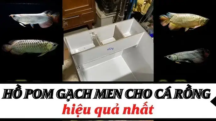 Kỹ Thuật Pom Cá Rồng: Hướng Dẫn Chi Tiết Từ A-z Để Cá Lên Màu Rực Rỡ