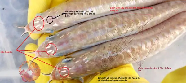 Kỹ Thuật Pom Cá Rồng: Hướng Dẫn Chi Tiết Từ A-z Để Cá Lên Màu Rực Rỡ