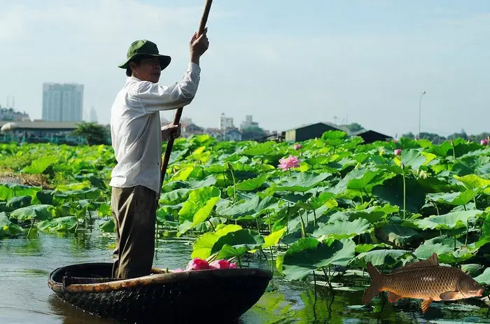 Kỹ Thuật Trồng Sen Kết Hợp Nuôi Cá: Hướng Dẫn Từ A-z Cho Nông Dân
