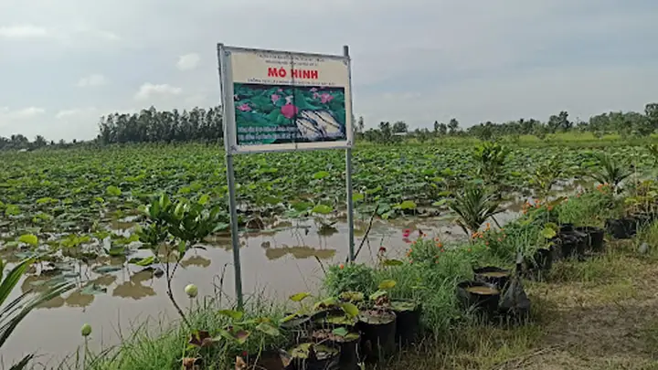 Kỹ Thuật Trồng Sen Kết Hợp Nuôi Cá: Hướng Dẫn Từ A-z Cho Nông Dân
