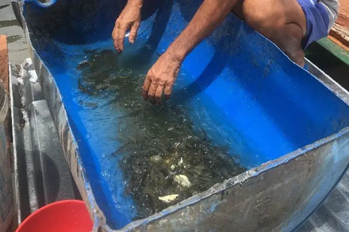 Kỹ Thuật Ương Cá Giống Nước Ngọt: Từ Cá Bột Đến Cá Hương Thành Công