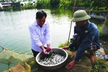 Kỹ Thuật Ương Cá Giống Nước Ngọt: Từ Cá Bột Đến Cá Hương Thành Công