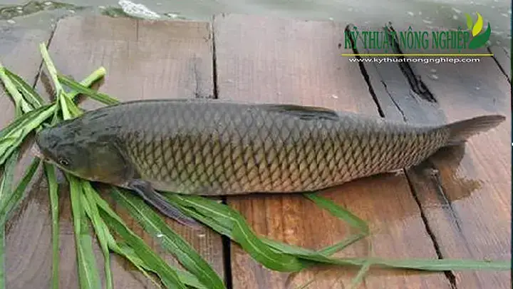 Kỹ Thuật Ươm Cá Trắm Cỏ Giống Tốt, Phát Triển Nhanh