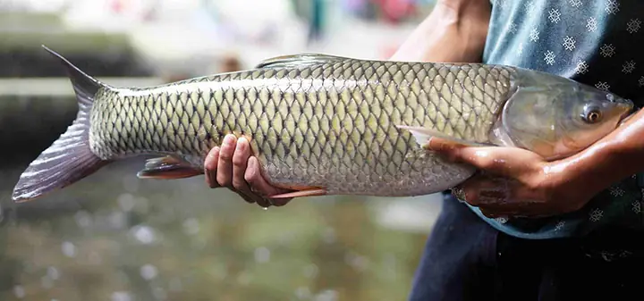 Kỹ Thuật Ươm Cá Trắm Cỏ Giống Tốt, Phát Triển Nhanh