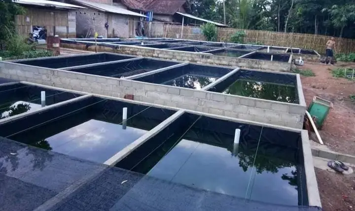 Hướng Dẫn Chi Tiết Kỹ Thuật Xây Bể Xi Măng Nuôi Cá Chuẩn
