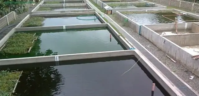 Hướng Dẫn Chi Tiết Kỹ Thuật Xây Bể Xi Măng Nuôi Cá Chuẩn