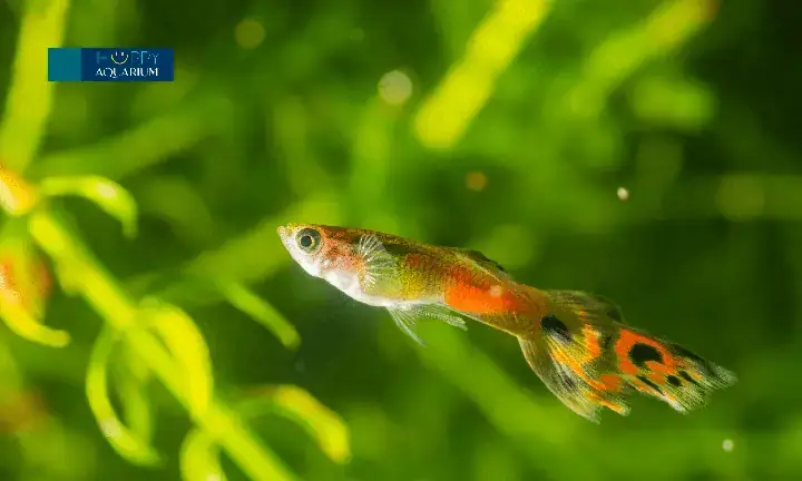 Lá Bàng Cho Cá Bảy Màu: Công Dụng, Cách Dùng & Lợi Ích Toàn Diện