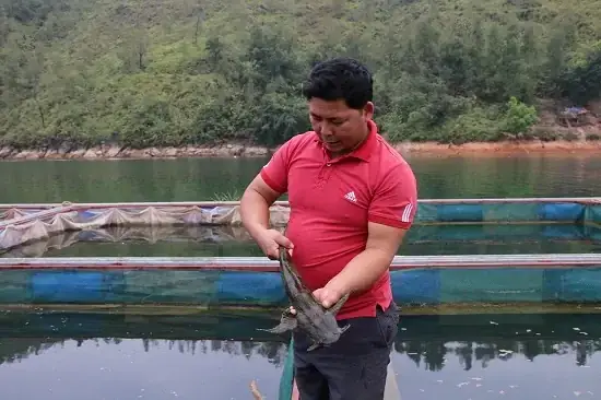 Lá Xoan Trị Bệnh Cho Cá: Hướng Dẫn Sử Dụng, Tác Dụng Và Lưu Ý