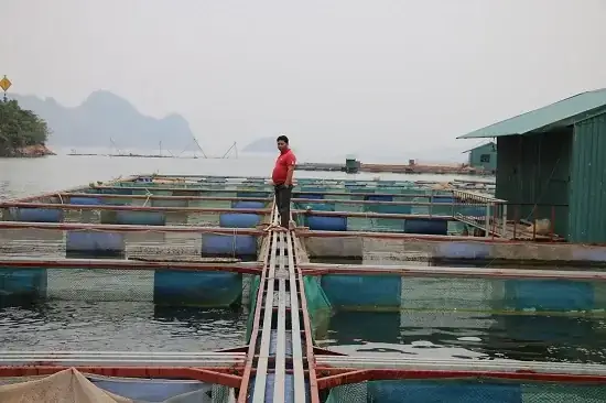 Lá Xoan Trị Bệnh Cho Cá: Hướng Dẫn Sử Dụng, Tác Dụng Và Lưu Ý