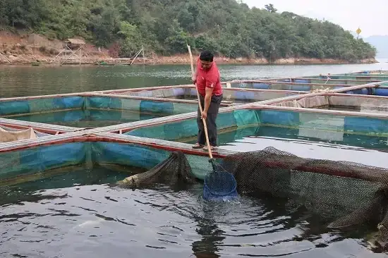 Lá Xoan Trị Bệnh Cho Cá: Hướng Dẫn Sử Dụng, Tác Dụng Và Lưu Ý