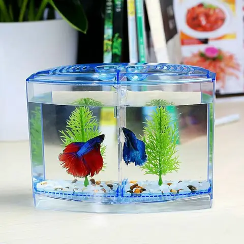 Hướng Dẫn Chi Tiết Cách Setup Bể Cá Betta Thủy Sinh Đẹp Cho Người Mới Bắt Đầu