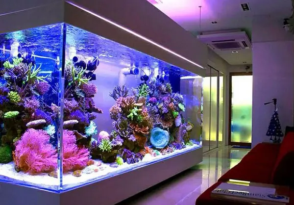 Dịch Vụ Làm Bể Cá Tại Hải Phòng: Báo Giá, Tư Vấn & Thi Công Trọn Gói