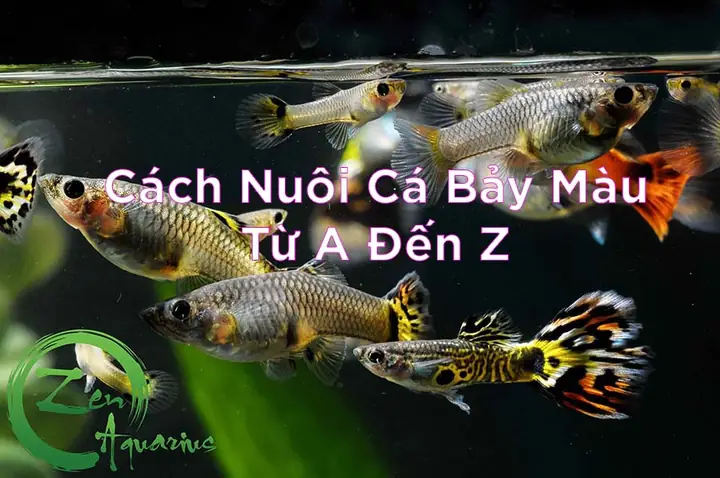 Làm Giàu Từ Nuôi Cá Bảy Màu: Bí Quyết Kinh Doanh Hiệu Quả & Kinh Nghiệm Thành Công