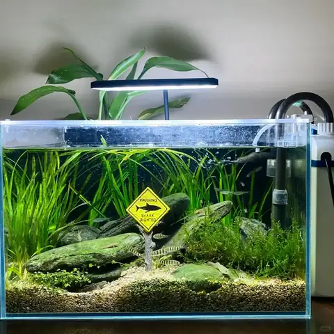 Hướng Dẫn Chi Tiết Cách Setup Hồ Cá Betta Đẹp & Chuẩn Chỉnh Cho Người Mới Bắt Đầu