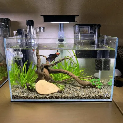 Hướng Dẫn Chi Tiết Cách Setup Hồ Cá Betta Đẹp & Chuẩn Chỉnh Cho Người Mới Bắt Đầu