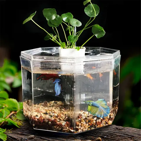 Hướng Dẫn Chi Tiết Cách Setup Hồ Cá Betta Đẹp & Chuẩn Chỉnh Cho Người Mới Bắt Đầu