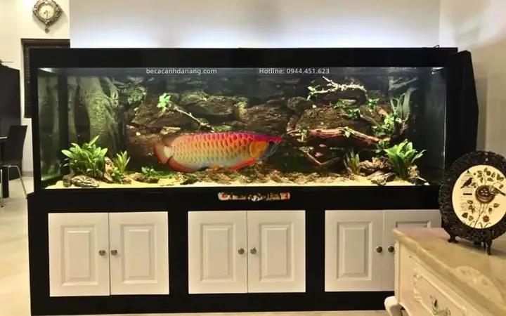 Làm Hồ Cá Rồng Tại Đà Nẵng: Địa Chỉ Uy Tín & Tư Vấn Thi Công