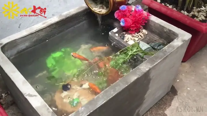 Hướng Dẫn Chi Tiết Cách Làm Hồ Cá Từ Thùng Xốp Đơn Giản Tại Nhà