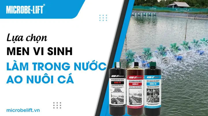Cách Làm Trong Nước Ao Nuôi Cá Hiệu Quả Và Đảm Bảo Sức Khỏe Vật Nuôi