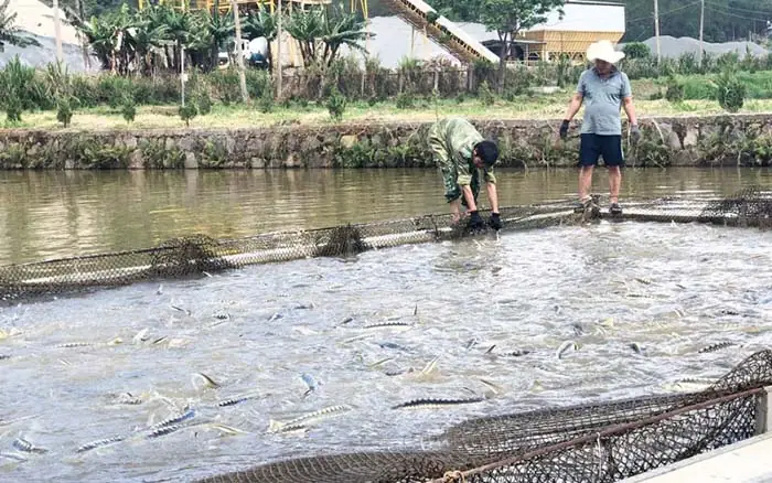 Cách Làm Trong Nước Ao Nuôi Cá Hiệu Quả Và Đảm Bảo Sức Khỏe Vật Nuôi