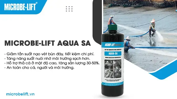 Cách Làm Trong Nước Ao Nuôi Cá Hiệu Quả Và Đảm Bảo Sức Khỏe Vật Nuôi