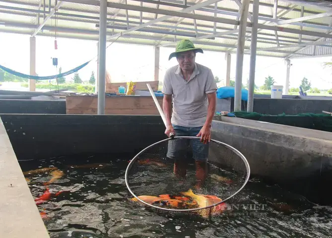 Khám Phá Làng Cá Cảnh Nam Định: Nghề Truyền Thống & Điểm Đến Hấp Dẫn