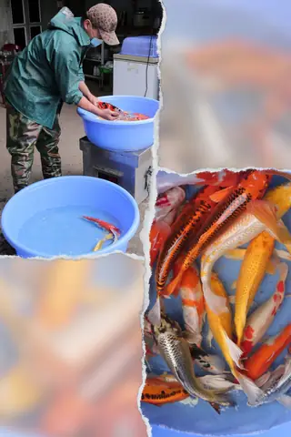 Khám Phá Làng Cá Cảnh Nam Định: Nghề Truyền Thống & Điểm Đến Hấp Dẫn