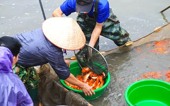Làng Nuôi Cá Chép Đỏ: Khám Phá Làng Nghề Truyền Thống & Nét Đẹp Văn Hóa