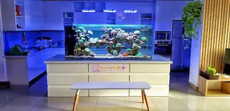 Hướng Dẫn Lắp Đặt Bể Cá Cảnh Chi Tiết Tại Nhà: Từ A-z