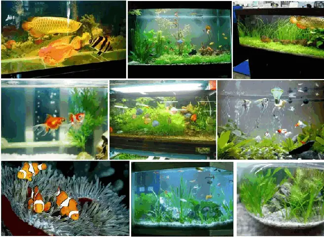 Liễn Nuôi Cá Cảnh: Khái Niệm, Đặc Điểm Và Hướng Dẫn Chi Tiết Liễn Nuôi Cá Cảnh: Khái Niệm, Đặc Điểm Và Hướng Dẫn Chi Tiết