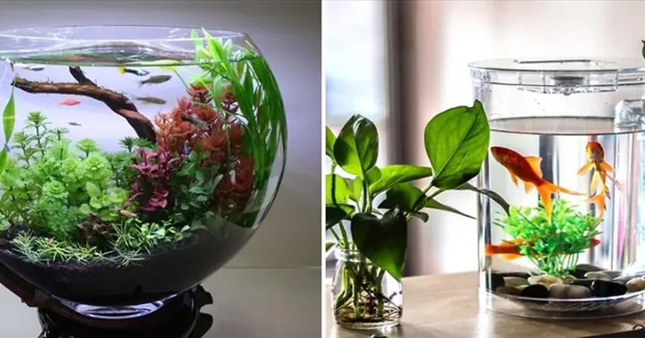 Liễn Nuôi Cá Cảnh: Khái Niệm, Đặc Điểm Và Hướng Dẫn Chi Tiết Liễn Nuôi Cá Cảnh: Khái Niệm, Đặc Điểm Và Hướng Dẫn Chi Tiết