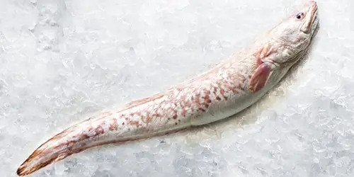 Cá Ling Là Cá Gì? Khám Phá Đặc Điểm Và Nguồn Gốc
