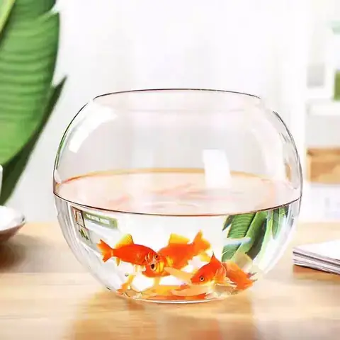 Lọ Đựng Cá Cảnh: Chọn Lựa, Mẫu Mã & Hướng Dẫn Nuôi Đơn Giản