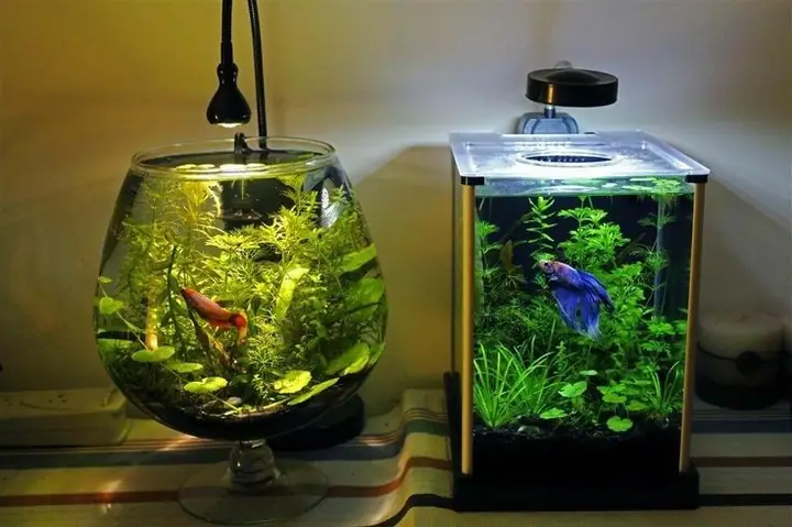 Hướng Dẫn Chọn Và Setup Lọ/bể Nuôi Cá Betta Chuẩn Nhất Cho Người Mới Bắt Đầu