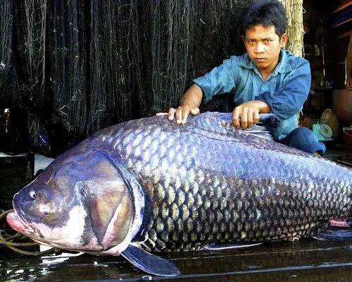 Khám Phá Top 10 Loài Cá Nước Ngọt Lớn Nhất Thế Giới: Kích Thước Khủng & Đặc Điểm Độc Đáo