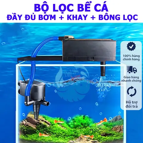 Lọc Bể Cá Lớn: Kinh Nghiệm Chọn Máy Lọc Nước Hồ Cá Hiệu Quả