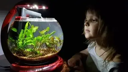 Lọc Bể Cá Tròn: Hướng Dẫn Chọn, Lắp Đặt Và Các Loại Phổ Biến