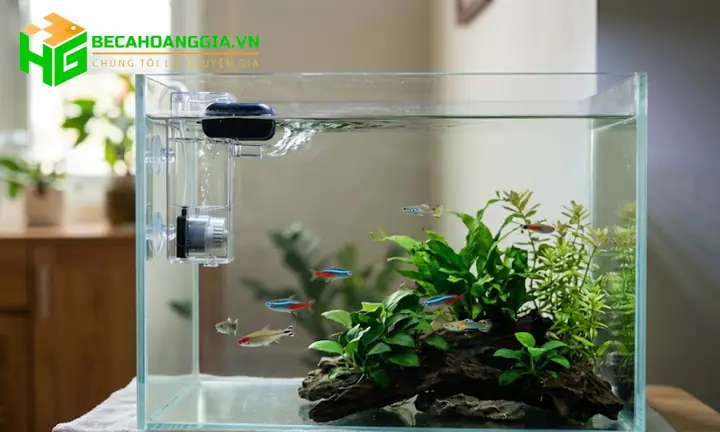 Lọc Hồ Cá Vàng: Chọn Máy, Cách Lắp Đặt & Vệ Sinh Hiệu Quả