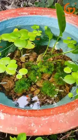 Lọc Nước Bể Cá Bằng Than Tổ Ong: Hướng Dẫn Chi Tiết & Hiệu Quả