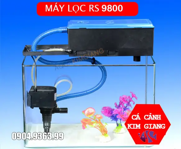 Lọc Nước Bể Cá Cảnh: Hướng Dẫn Chọn Máy & Phụ Kiện Tốt Nhất