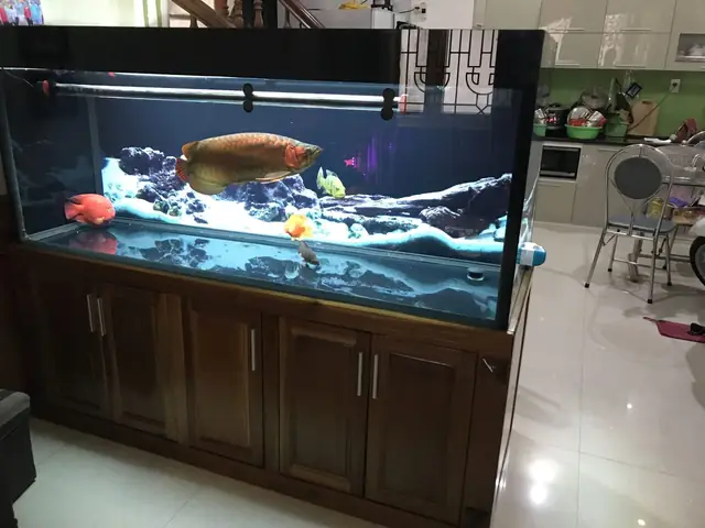 Lọc Tràn Dưới Bể Cá Rồng: Hướng Dẫn Chi Tiết Từ A-z Cho Người Mới Lọc Tràn Dưới Bể Cá Rồng: Hướng Dẫn Chi Tiết Từ A-z Cho Người Mới