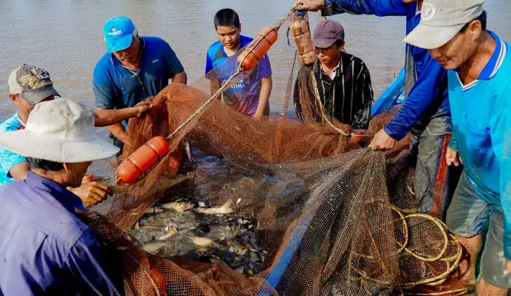 Lợi Nhuận Nuôi Cá: Các Loài Có Giá Trị Kinh Tế Cao Và Bí Quyết Tối Ưu Hóa