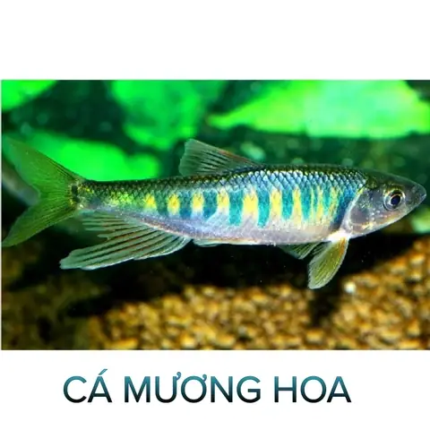Cá Cảnh Long Hoa: Thông Tin Cần Biết Từ Cửa Hàng Đến Các Loài Phổ Biến