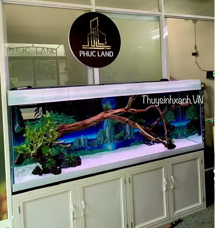 Lũa Bể Cá Rồng: Hướng Dẫn Chọn, Sắp Xếp & Bí Quyết Trang Trí Hoàn Hảo