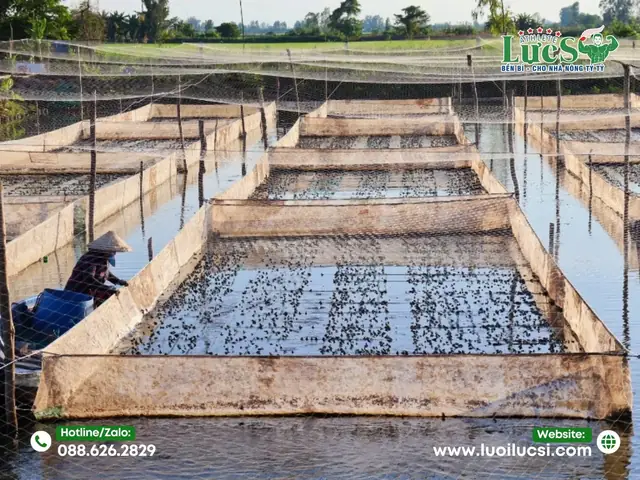 Lưới Nuôi Cá Giống: Lựa Chọn, Ứng Dụng Và Lưu Ý Quan Trọng